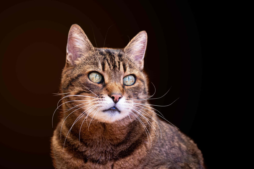 https://animalcarectr.com/blog/images/cat_with_black_background.jpg