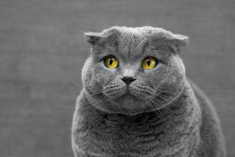 The Most Popular Cat Breeds in America